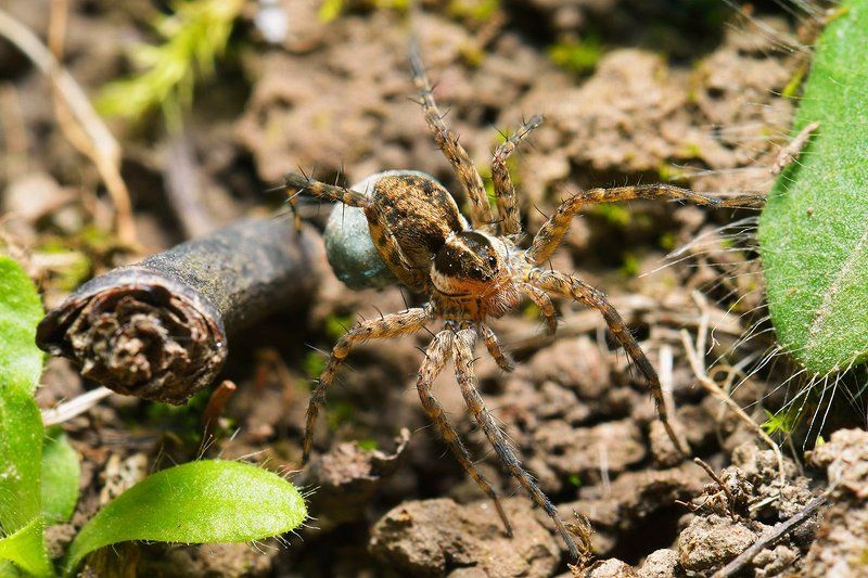 nikon, d7000, close-up, macro, wolf spider, lycosidae, kazakhstan, природа, казахстан, nature, пау-волк Волчица-матьphoto preview