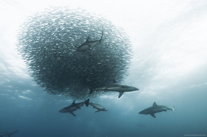 sardine wars ep. IVphoto preview