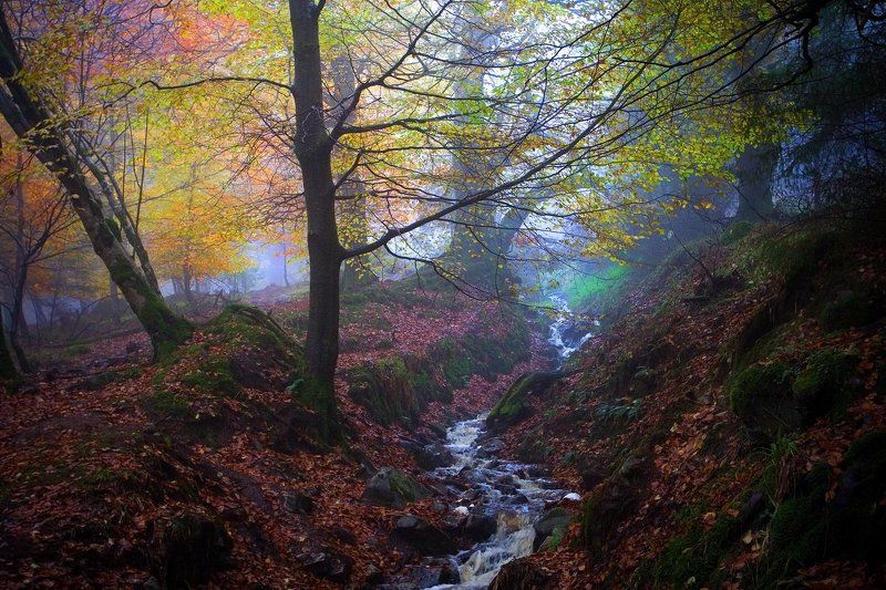 ирландия, туман, лес ***photo preview