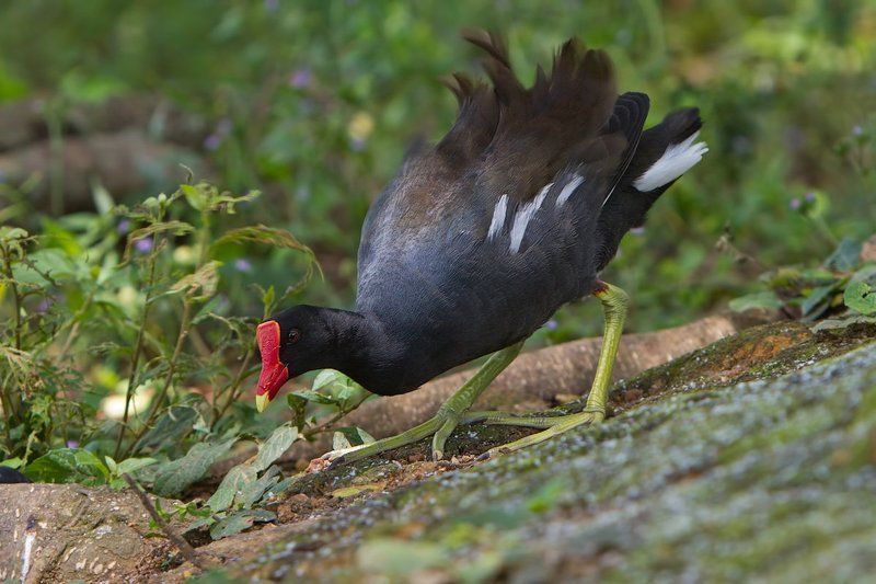 камышница, птицы, бразилия Павлин-мавлинphoto preview