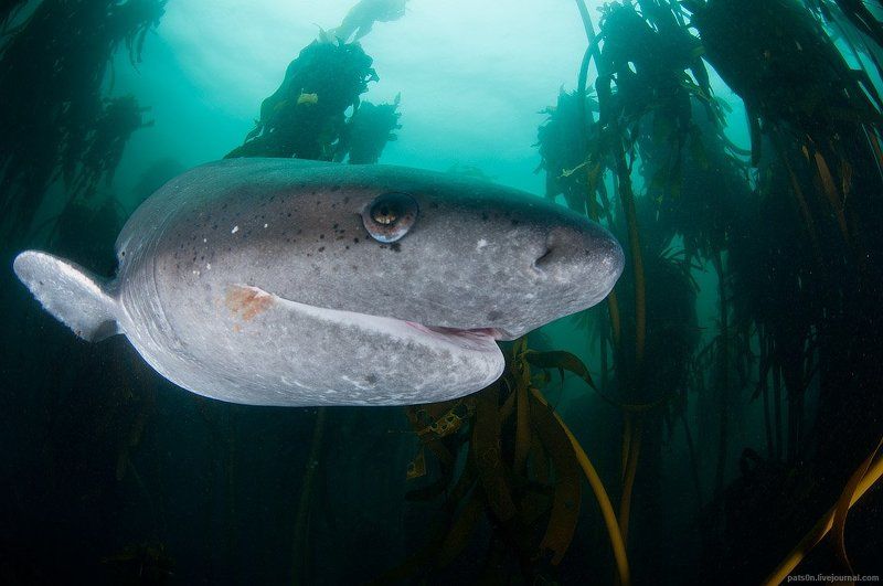 jurassic sharkphoto preview