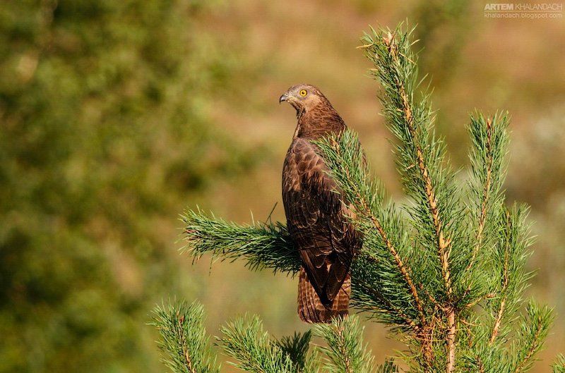 осоед, беларусь Желтое окоphoto preview