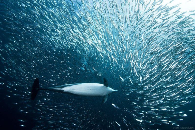 torpedophoto preview