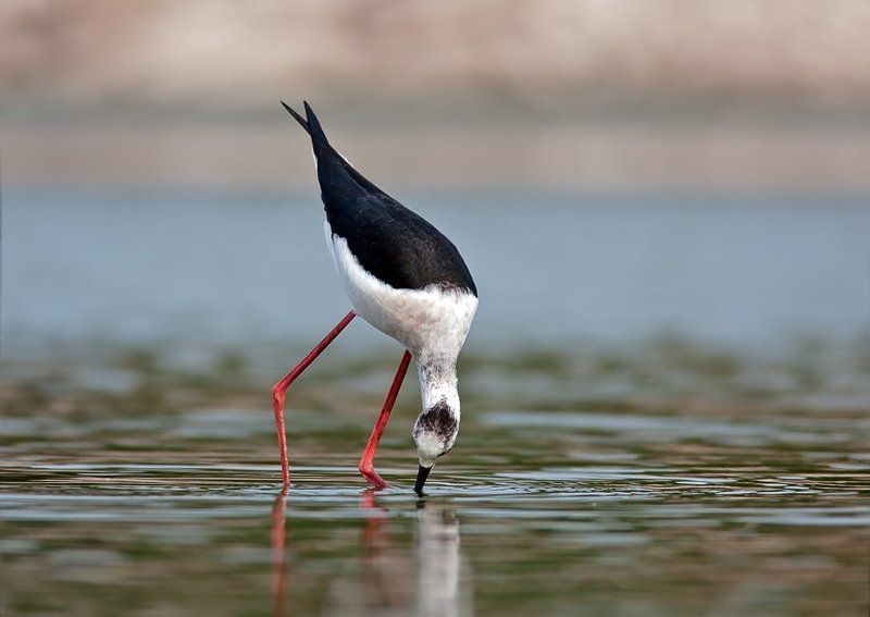 Грацияphoto preview