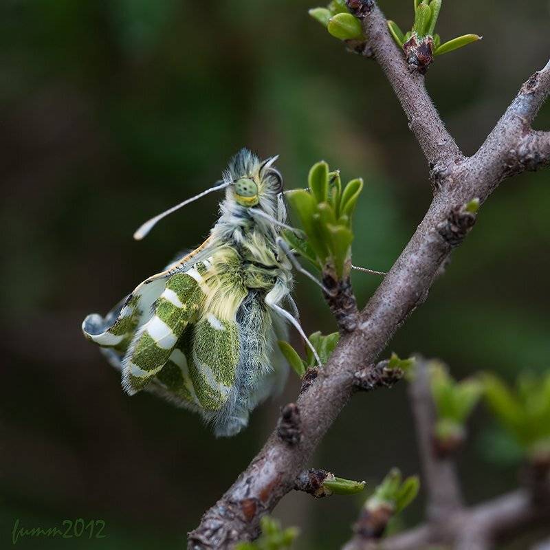 НОВОРОЖДЕННАЯ. Автор: Игорь ФУММ , Игорь ФУММ