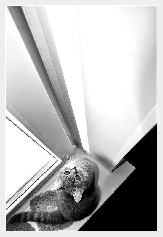 Кошачья геометрияphoto preview