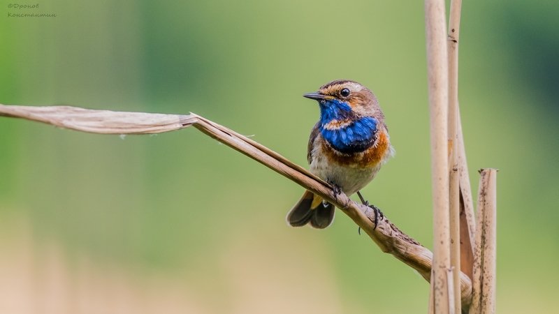варакушка, птицы, фотоохота Красавчикphoto preview