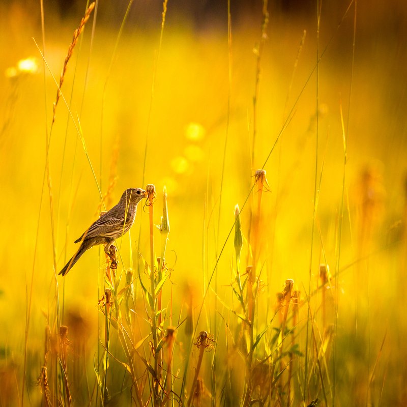 House finch фото превью