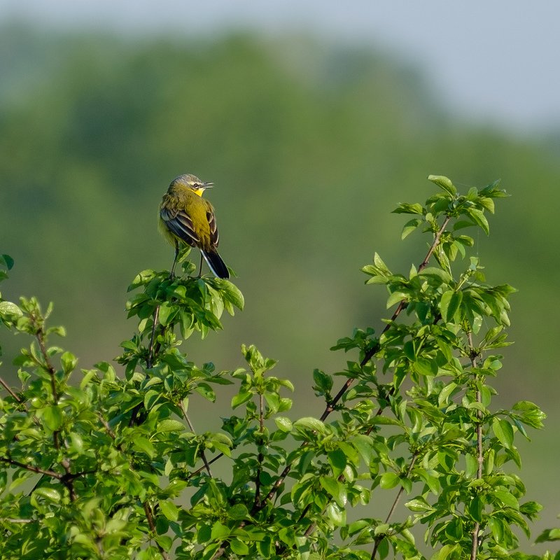 Желтая трясогузкаphoto preview