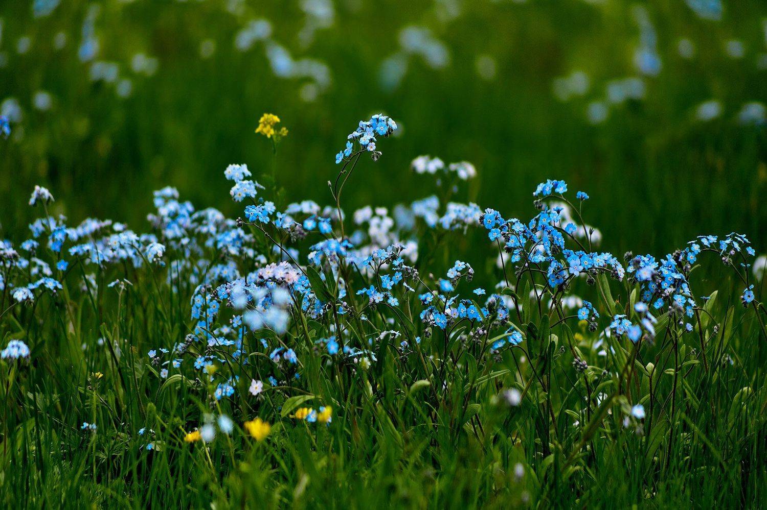 южный урал,оренбургская область, орск, новотроицк,, Качурин Алексей