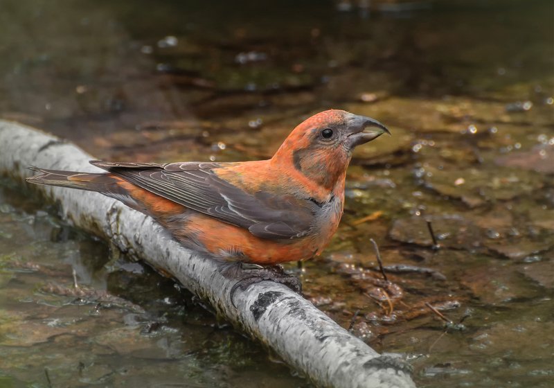 птица, клёст, водопой, ручей, Клёст..photo preview