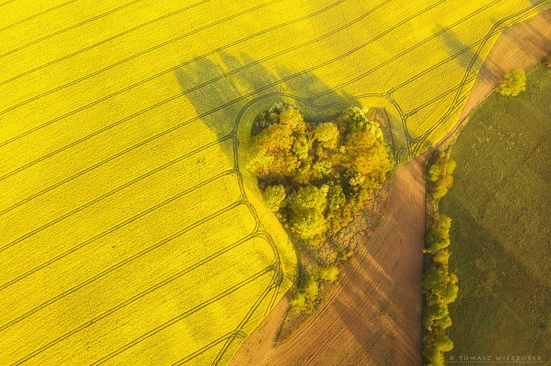 poland, polish, landscape, sunrise, sunset, colours, awesome, amazing, adventure, travel, beautiful, morning, light, colza, fields, heart, love, drone Love is in the airphoto preview