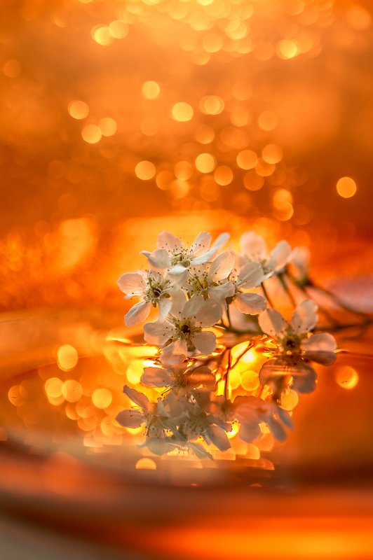 черемуха, боке, отражение, весна, цветы photo preview