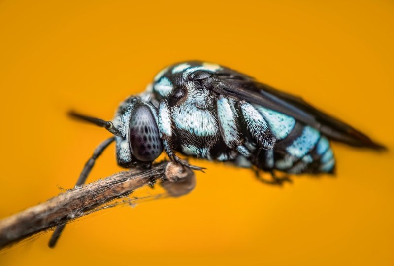 macro wildlife closeup insects spiders Rest timephoto preview