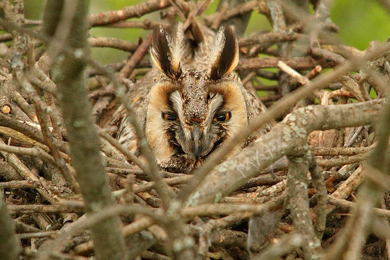 животные птицы весна ушастая сова гнездо Ах, какие ушки...photo preview