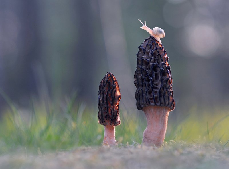 сморчки, улитка, закат, весна Небоскребы небоскребы а я маленький такой... фото превью