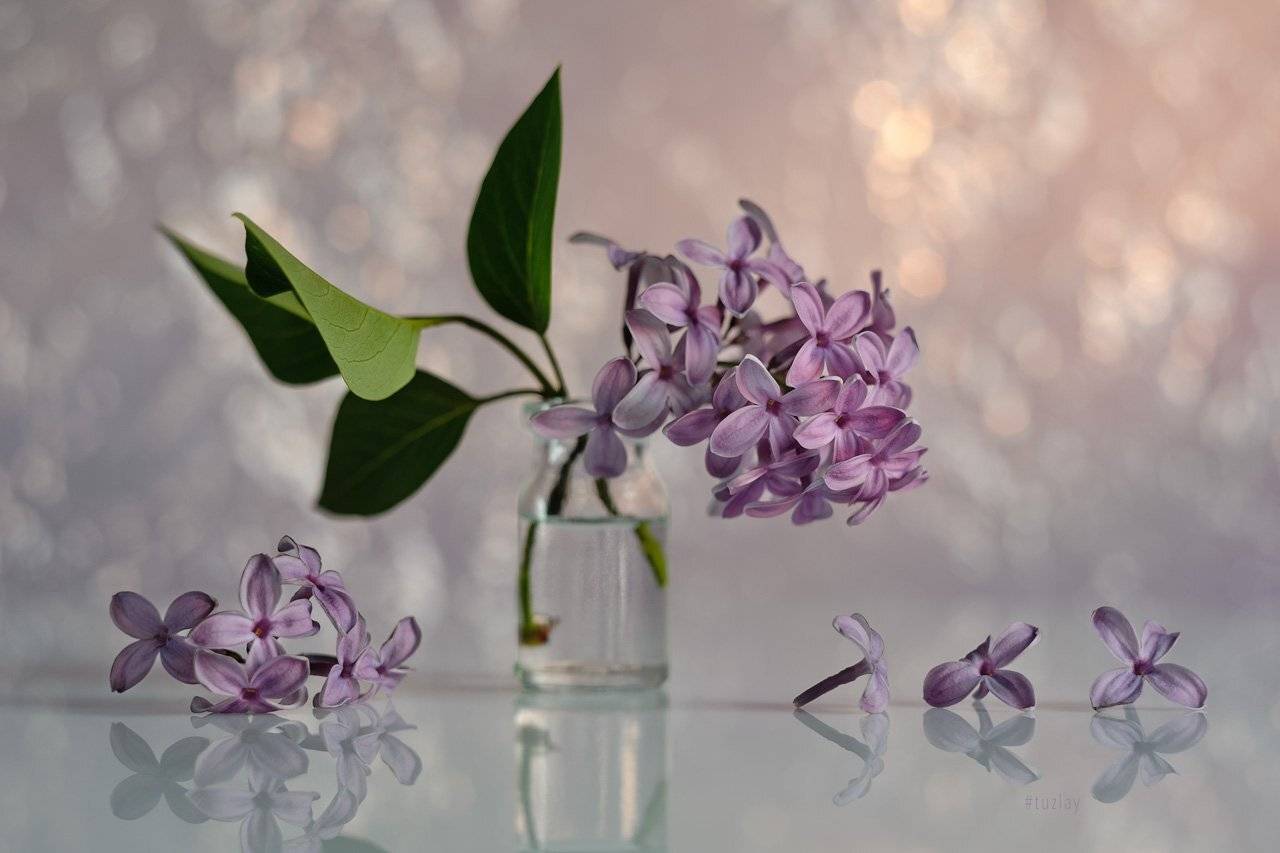 сирень, боке, гелиос 44, отражение, Владимир Тузлай