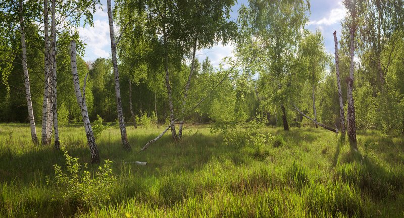 луг, весна, май, вечер, берёзы Когда природа оживает в объятьях солнца и теплаphoto preview