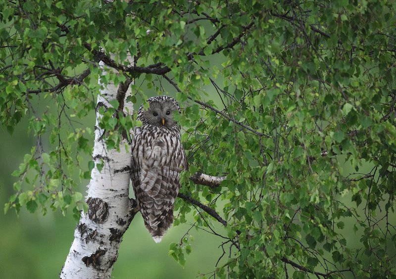 spring, trees, owl, bird, travel, nature, mountain, romania, wild, wildlife, green Camouflagephoto preview