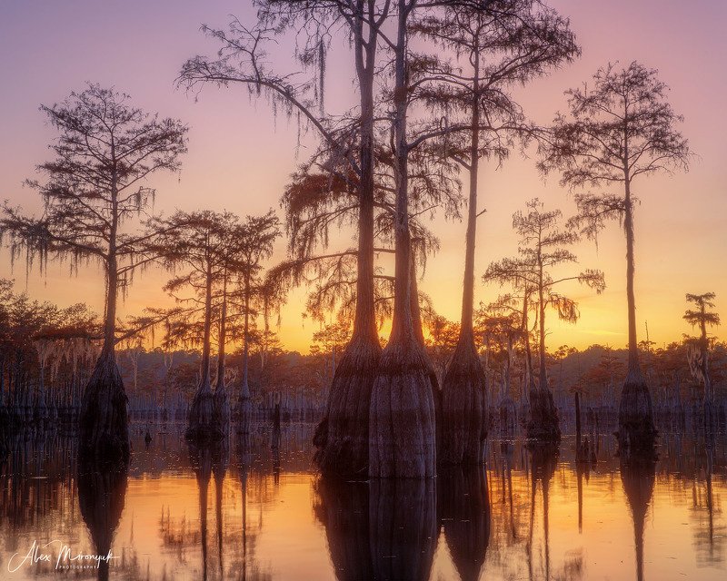 кипарис, болото, озеро, отражение, вода, туман, утро, осень, фото-тур, США Закат на кипарисовом болотеphoto preview