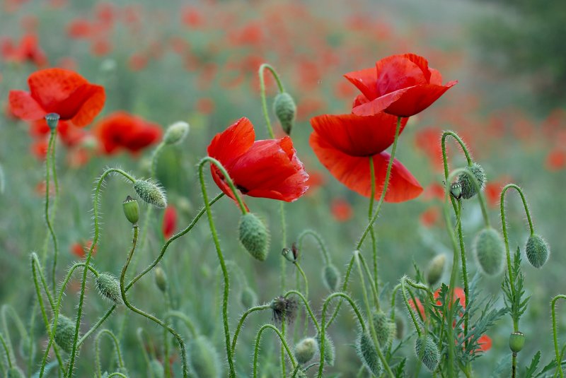 мак,маки,цветы,flowers,flower,макро,цветение,красный,red,природа,краски,nature,весна,май,ковыль, Майское маковое безумиеphoto preview