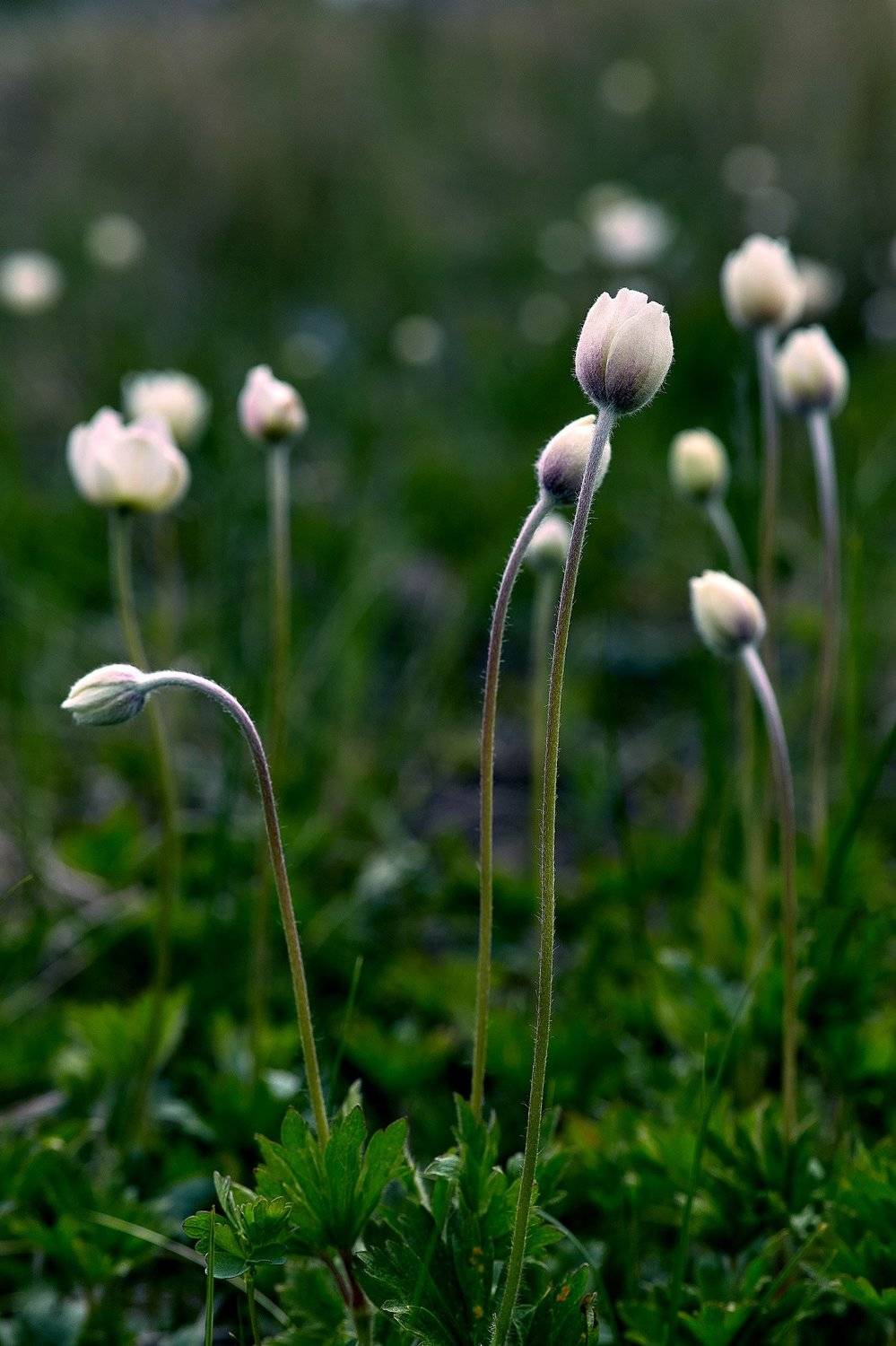 южный урал,оренбургская область, орск, новотроицк,, Качурин Алексей