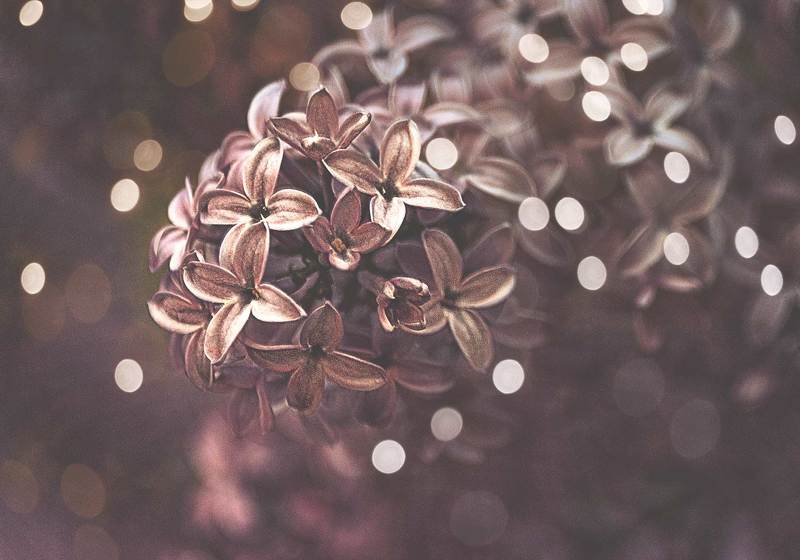 сиреньphoto preview