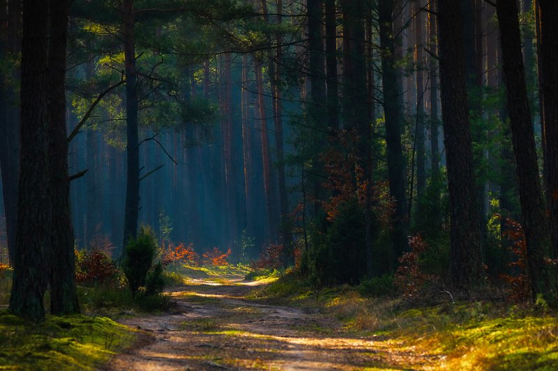 Wiecki Lasphoto preview