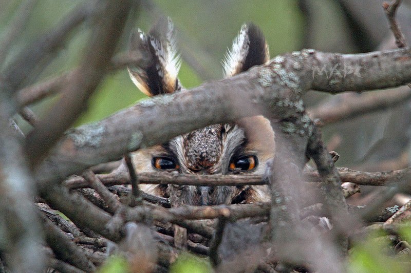 животные птицы весна ушастая сова гнездо взглядphoto preview