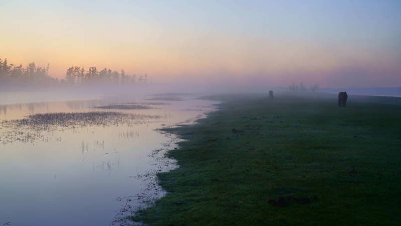 mongolia, hovsgol, lake, horses, mist, fog, morning. atmosphere, mood, Mist and horsesphoto preview