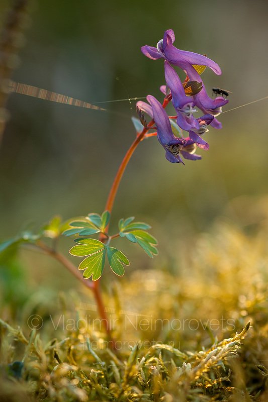 Russia, Leningrad Region, Gatchina district, Corydalis solida, fumewort, plant, blossom, flower, spring, evening, purple, green   The fumewort (Corydalis solida) / Хохлатка плотная (Corydalis solida) фото превью