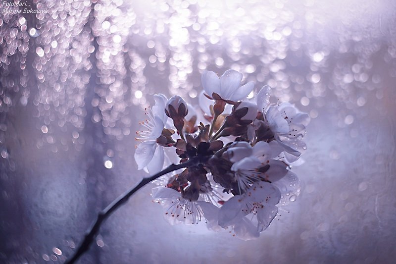 Весеннее настроение...photo preview