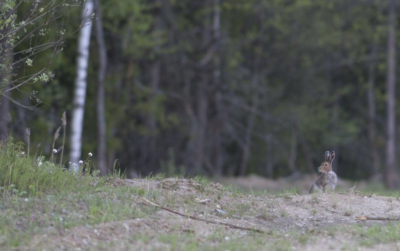 заяц весна фотоохота Про зайца.photo preview