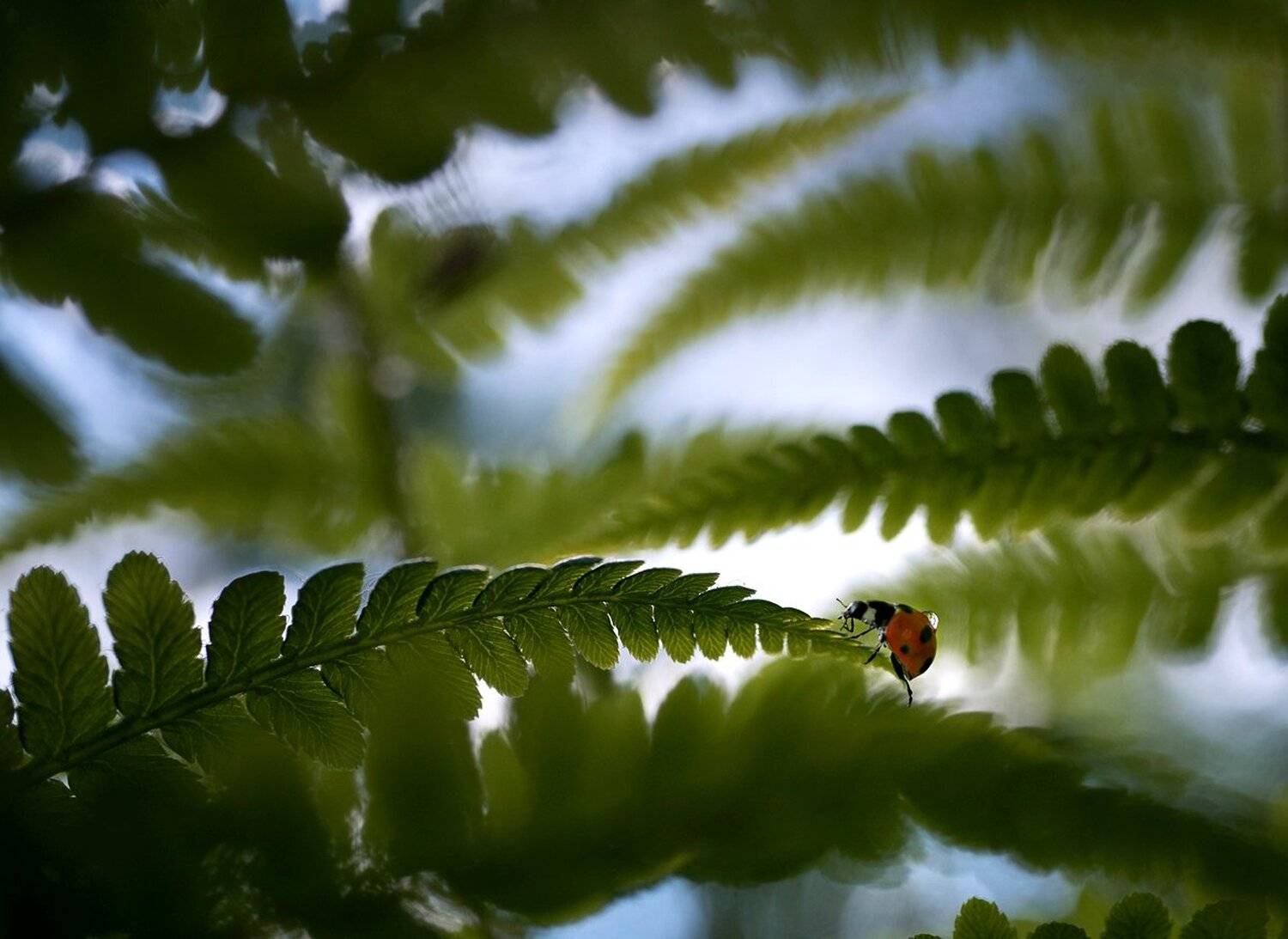 ***. Автор: Баранов Олег , Баранов Олег