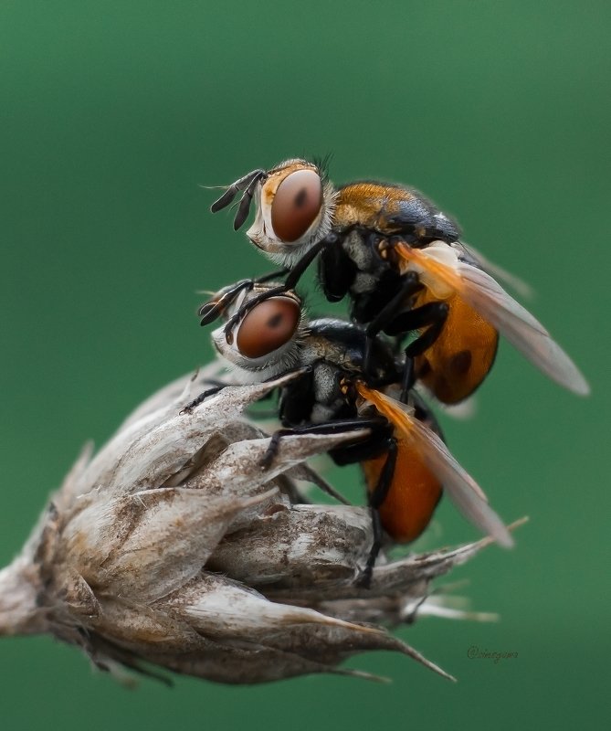 макро, природа, nature, macro, насекомые, insect, мухи, flies Гимносомы круглые, чудесные ежемухи (Тахины) photo preview