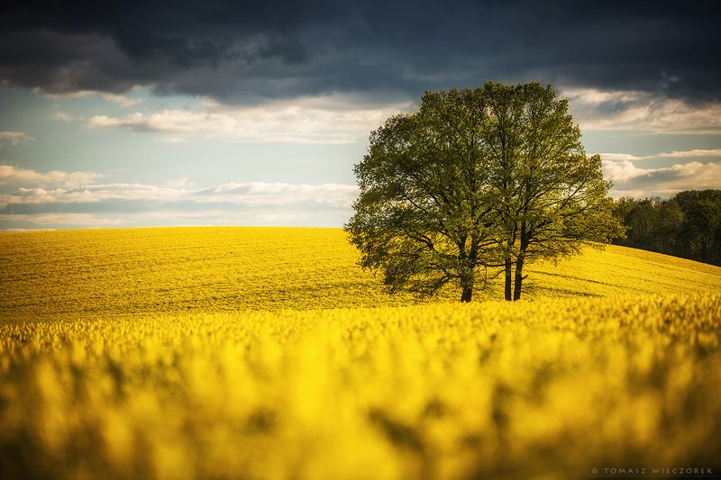 poland, polish, landscape, sunrise, sunset, colours, awesome, amazing, adventure, travel, beautiful, fields, colza, spring, tree, flowers, sea In a sea of flowersphoto preview