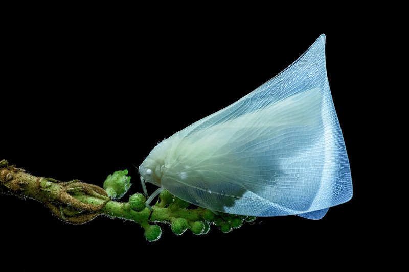 BEAUTIFUL DRESSphoto preview