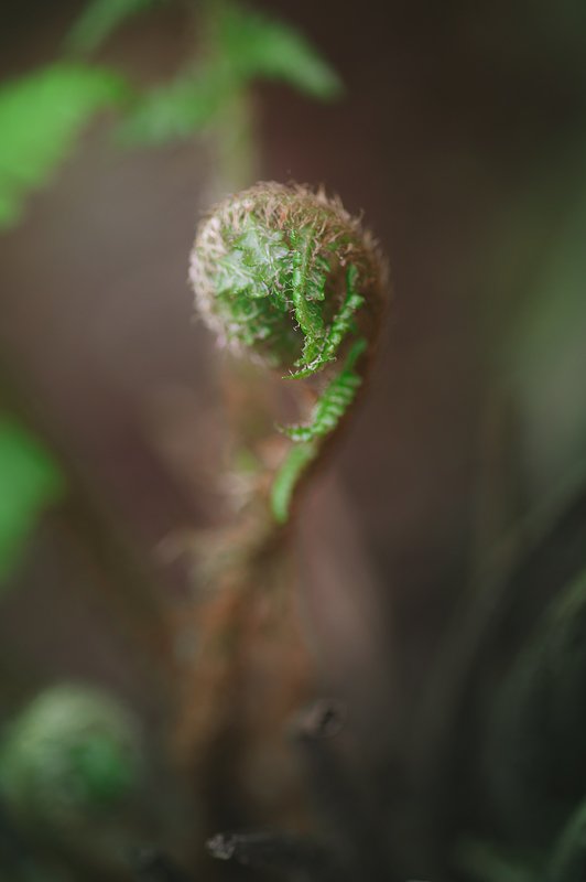 farn, green, spiral, macro Geometry of the naturephoto preview