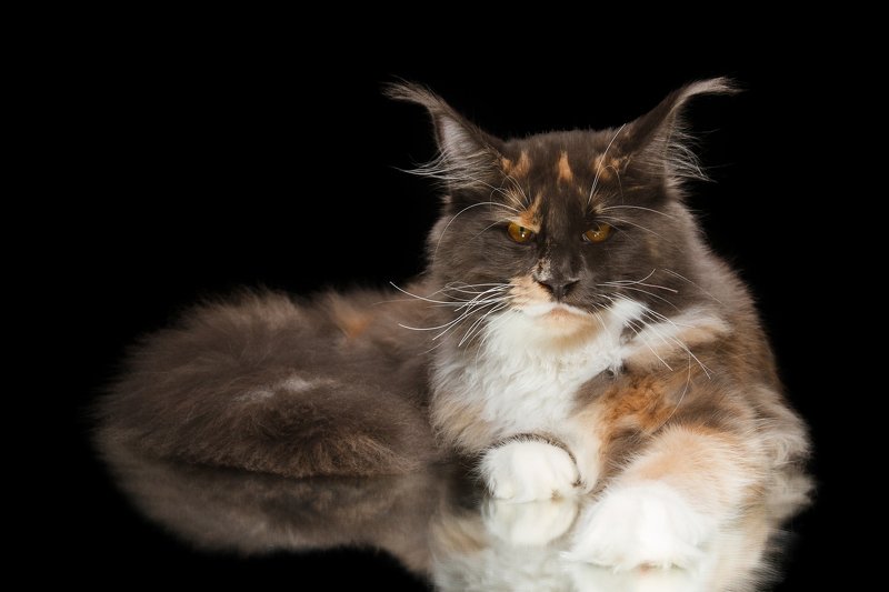 Мэйн кунphoto preview