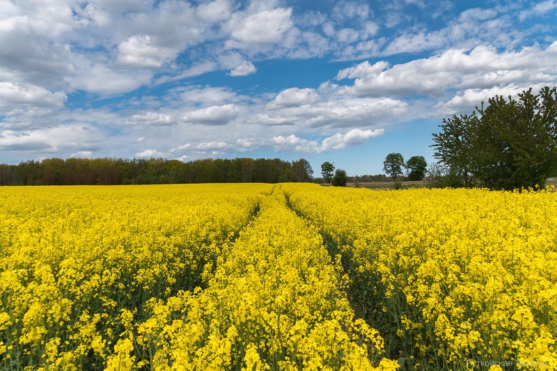 Майская РАПСодияphoto preview