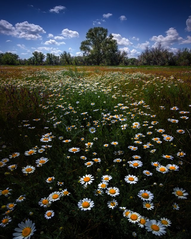 Всем ромашкиphoto preview