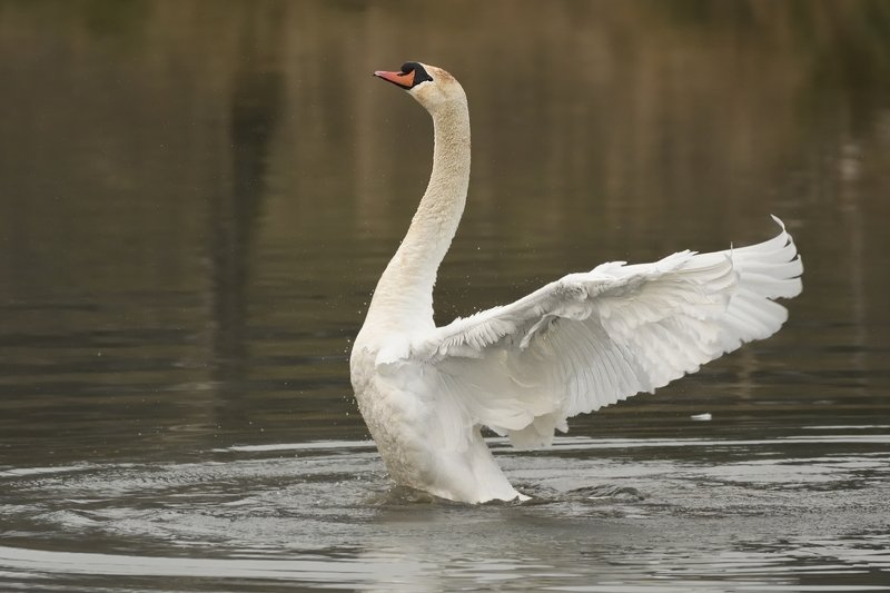 птицы birds slovakia Cygnus olorphoto preview