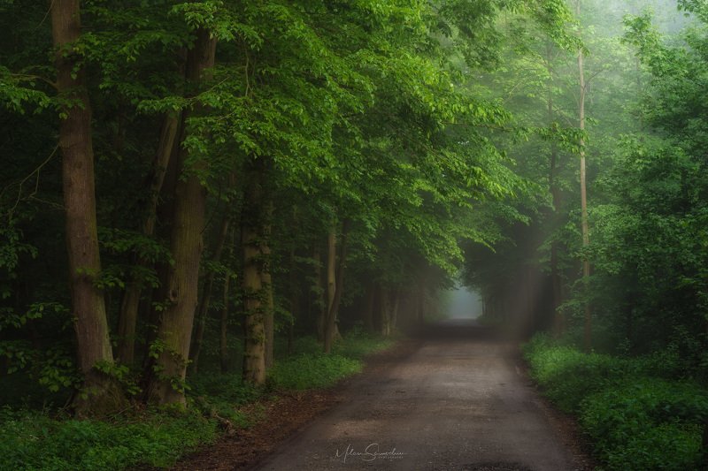 forest, fog, tree, morning, green, way Road from the forestphoto preview