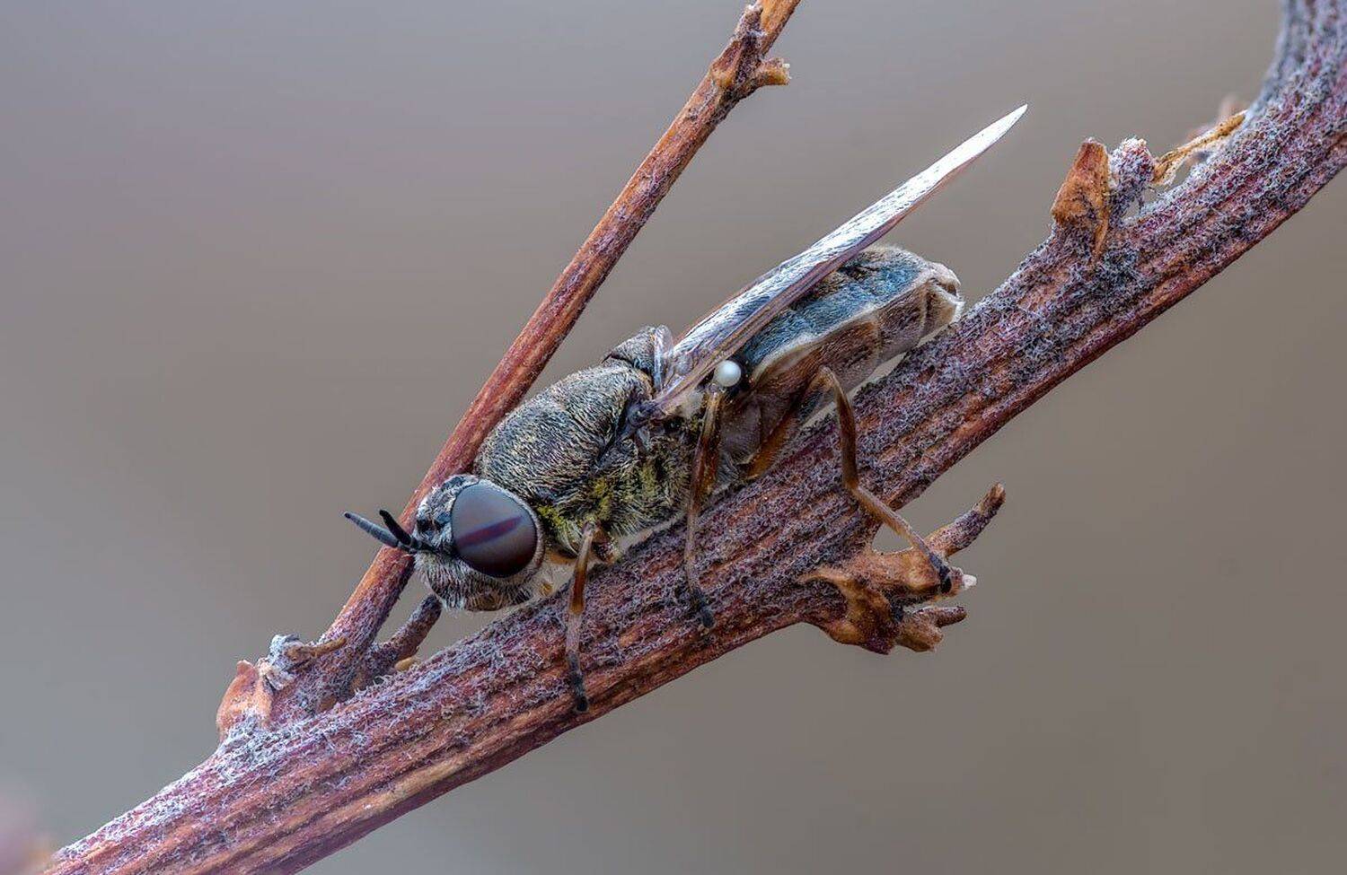 , Сергей Брагин