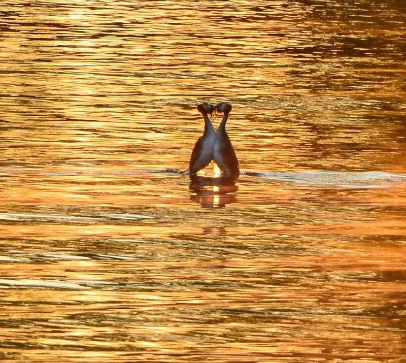 утро, рассвет, восход, весна, апрель, утки, чомга Поцелуй на рассветеphoto preview