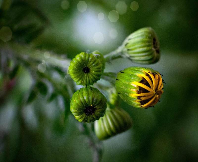 немножко макроphoto preview