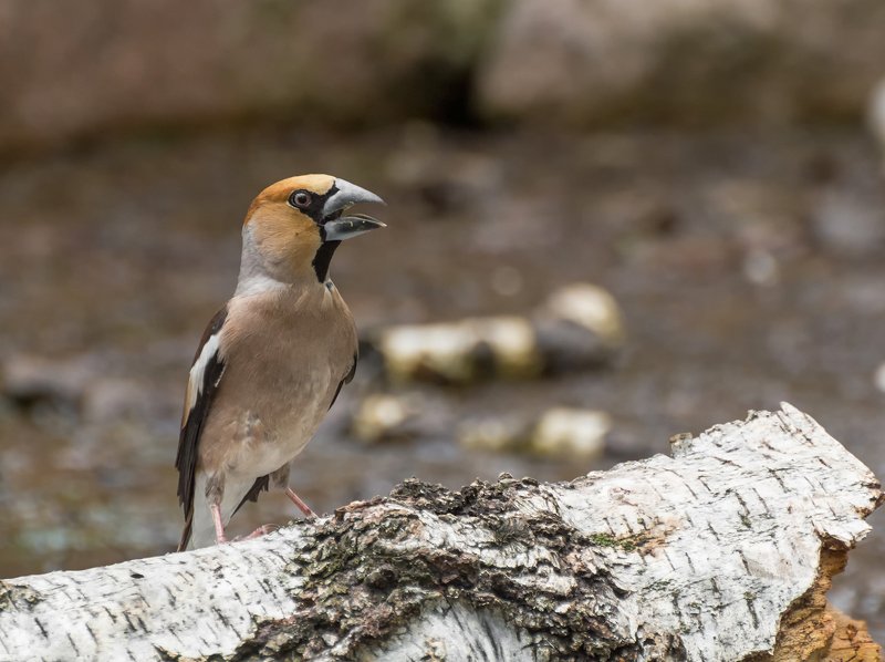 птица, дубонос, водопой, Дубонос .. (самец)photo preview