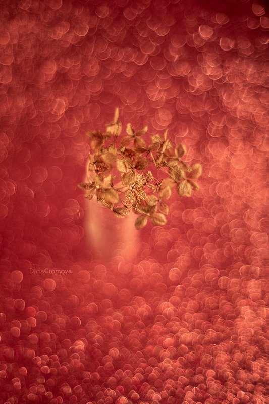 боке, ручной обьектив, мануальная оптика, фотограф, фотосессия, натюрморт, фото, блики, цветы, гелиос, макро, закат, цветы,  ***photo preview