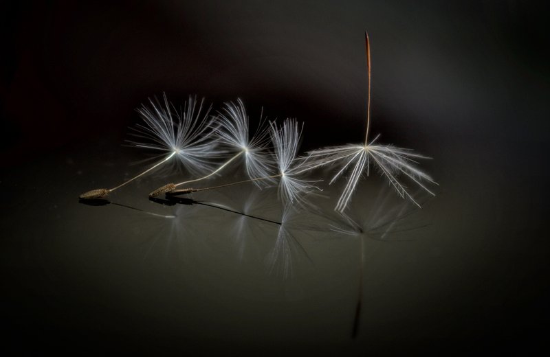 dandelion makro  ....photo preview