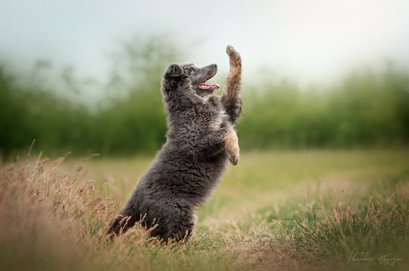 весна, портрет, движение, собака, анималистика Соняphoto preview